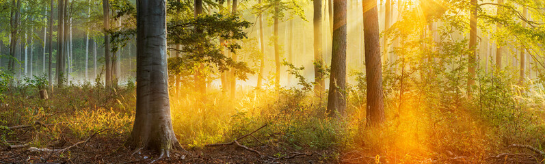 Beautiful Panoramic Forest  in Autumn, Fog Glowing in the Warm Light of the Rising Sun