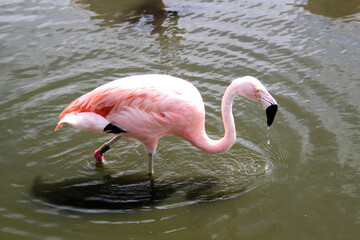 flamingo in the water