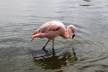 pink flamingo in water
