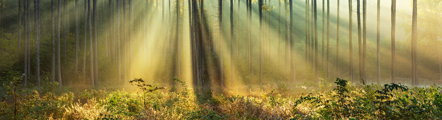 Panoramic Image of Beautiful Sunny Forest in Autumn with Sunbeams through Fog - obrazy, fototapety, plakaty
