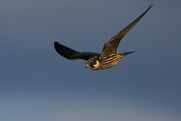 Eurasian hobby (Falco subbuteo)