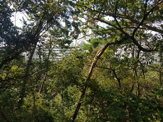 Fototapeta premium 한국 울산 동구 동해안로 나무 Trees Donghaean-ro, Dong-gu, Ulsan, Korea