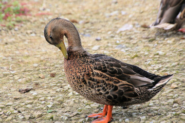 A close up of a female Mallard Duck