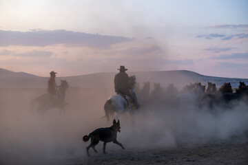 Wild horses run in foggy at sunset. Between Cappadocia and Kayseri, Turkey