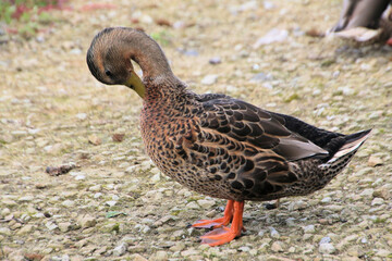 A close up of a female Mallard Duck