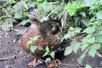 A close up of a female Mallard Duck