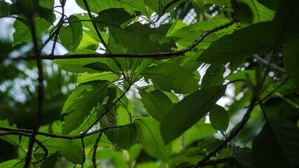  Kratom is a tree. The leaves are used as a recreational drug and as medicine. Kratom is banned by some in Thailand due to safety concerns.