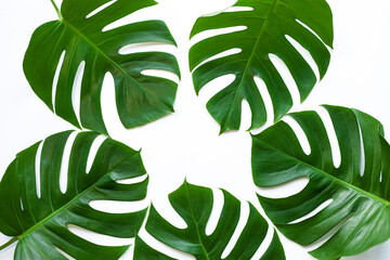 monstera leaf isolated on white background, Flat lay, fresh wallpaper banner concept