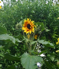 sunflowers in the field