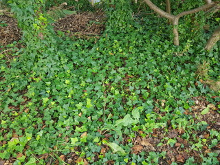 한국 울산 동구 동해안로 식물
Plants in Donghaean-ro, Dong-gu, Ulsan, Korea