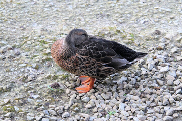 A close up of a female Mallard Duck