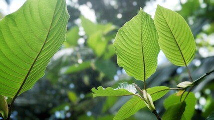 Fototapeta na wymiar Kratom is a tree. The leaves are used as a recreational drug and as medicine. Kratom is banned by some in Thailand due to safety concerns.