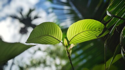  Kratom is a tree. The leaves are used as a recreational drug and as medicine. Kratom is banned by some in Thailand due to safety concerns.