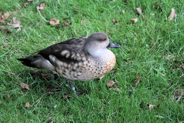A Marbled Teal on the gras