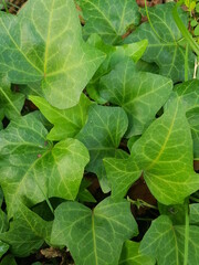 한국 울산 동구 동해안로 식물
Plants in Donghaean-ro, Dong-gu, Ulsan, Korea