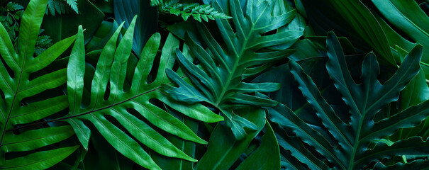 Naklejka na ściany i meble closeup tropical green monstera leaf background. Flat lay, fresh wallpaper banner concept