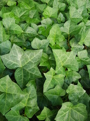 한국 울산 동구 동해안로 식물
Plants in Donghaean-ro, Dong-gu, Ulsan, Korea