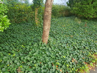 한국 울산 동구 동해안로 식물
Plants in Donghaean-ro, Dong-gu, Ulsan, Korea