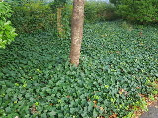 한국 울산 동구 동해안로 식물
Plants in Donghaean-ro, Dong-gu, Ulsan, Korea