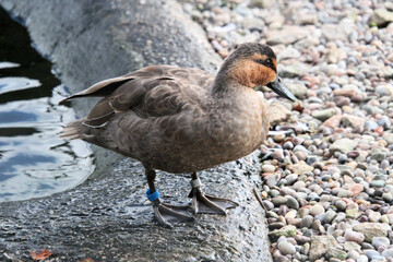 A Phillippine Duck on the water