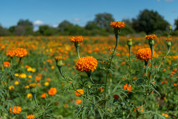 Sembradío de flores de cempasúchil y mano de león, son tradicionalmente usadas por los mexicanos para conmemorar el Día de Muertos.