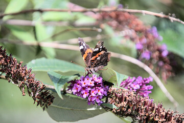 butterfly on flower