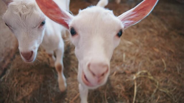 Pov shot of man playing with curious white fur baby goats in stable. First-person view funny goatlings attacking the farmer. Livestork agriculture concept.