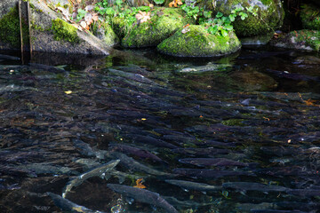 salmon run in the river