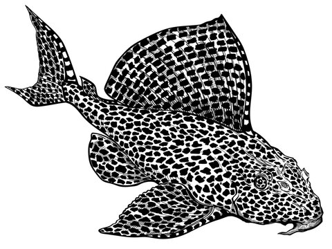 Leopard, Sailfin or Clown Pleco. Leopard Plecostomus. Suckermouth catfish. Freshwater  aquarium fish. Black and white isolated vector illustration