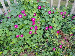 한국 울산 동구 동해안로 꽃
Flowers on Donghaean-ro, Dong-gu, Ulsan, Korea