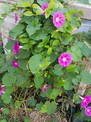 한국 울산 동구 동해안로 꽃
Flowers on Donghaean-ro, Dong-gu, Ulsan, Korea