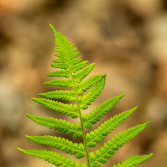 end of fern leaf detail