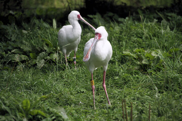 A Spoonbill on the ground