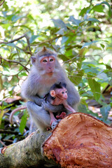 Mother monkey holds baby on tree trunk in Sacred Monkey Forest Sanctuary on Bali