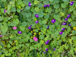 한국 울산 동구 동해안로 꽃
Flowers on Donghaean-ro, Dong-gu, Ulsan, Korea