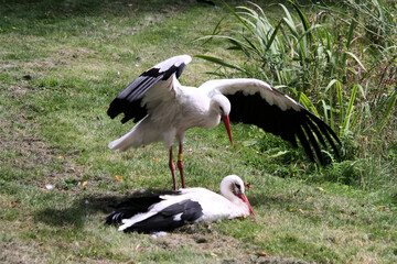 A White Stork on the ground