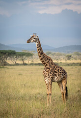 Naklejka na ściany i meble Vertical portrait of an adult giraffe standing in Serengeti plains in Tanzania