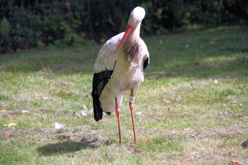 A White Stork on the ground