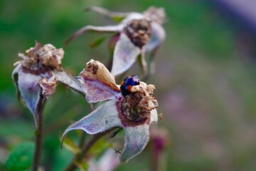 Harlequin beetle larvae