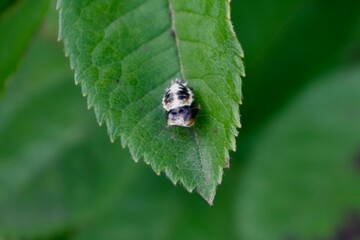 Harlequin beetle larvae
