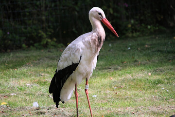 A White Stork on the ground