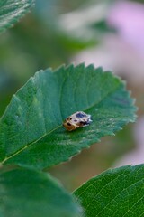 Harlequin beetle larvae