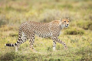 Horizontal portrait of a cheetah walking in Ndutu Tanzania