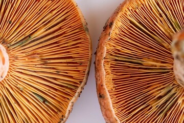 mízcalo, níscalo​, rovelló, rebollón o robellón (Lactarius deliciosus)