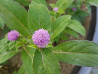 한국 울산 동구 동해안로 꽃
Flowers on Donghaean-ro, Dong-gu, Ulsan, Korea