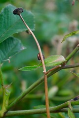 Close up of harlequin beetle