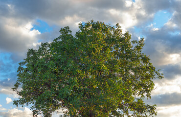 Walnut-tree. A round green crown of walnut stands against a blue sky. The yellow rays of the setting sun are reflected on the foliage. Natural food and beauty.