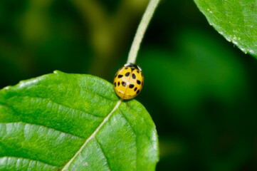 Close up of ladybird
