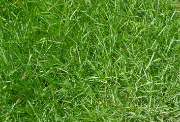 Natural texture. The dense green and lush grass can be a great backdrop for a variety of pictures.
