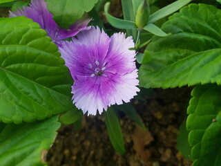 한국 울산 동구 동해안로 꽃
Flowers on Donghaean-ro, Dong-gu, Ulsan, Korea